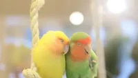 Tak hanya melihat pasangan yang romantis, di Kotori Cafe Ueno juga bisa melihat burung jatuh cinta. Ada beberapa pasang burung kakaktua yang akan menemani pengunjung menyeruput minumannya. Foto: Instagram