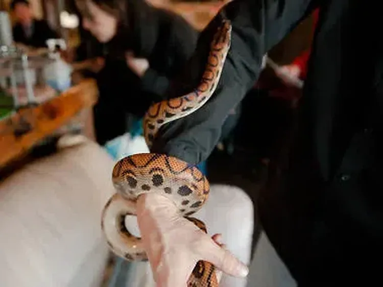 Unik! 10 Kafe Ini Ada Burung Hantu hingga Capybara untuk Temani Pelanggan
