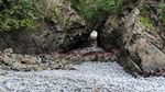 Pesona Lembah Watu Pawon di Pantai Kuyon Trenggalek
