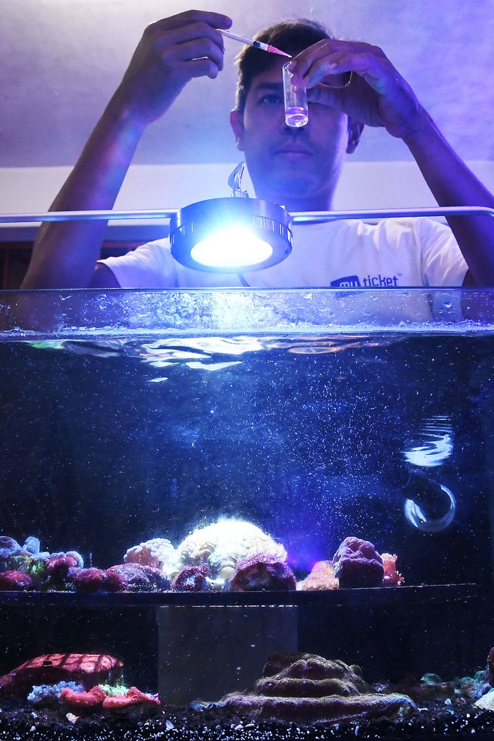 Pemilik Workshop Crown Coral Pilip Wiguna melakukan proses PAR (Photosynthetically Active Radiation) meter atau mengukur radiasi aktif fotosintesis pada karang hidup di aquarium air asin di Pademangan, Jakarta Utara, Jumat (26/4/2024). Menurut Pilip tempatnya selain untuk budidaya karang, juga digunakan untuk edukasi kepada penggiat karang Indonesia dan hasil budidayanya dijual dari harga Rp2,5 juta sampai dengan ratusan juta rupiah. ANTARA FOTO/ Fakhri Hermansyah/Spt.
