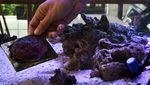 Melihat Budi Daya Karang dengan Aquarium Air Asin