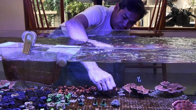 Melihat Budi Daya Karang dengan Aquarium Air Asin