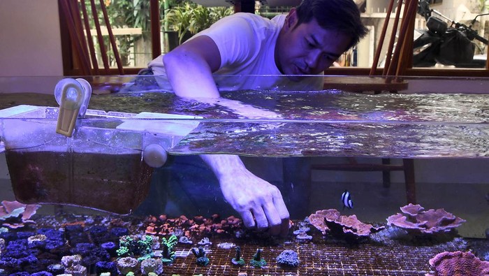 Melihat Budi Daya Karang dengan Aquarium Air Asin Pemilik Workshop Crown Coral Pilip Wiguna melakukan proses PAR (Photosynthetically Active Radiation) meter atau mengukur radiasi aktif fotosintesis pada karang hidup di aquarium air asin di Pademangan, Jakarta Utara, Jumat (26/4/2024). Menurut Pilip tempatnya selain untuk budidaya karang, juga digunakan untuk edukasi kepada penggiat karang Indonesia dan hasil budidayanya dijual dari harga Rp2,5 juta sampai dengan ratusan juta rupiah. ANTARA FOTO/ Fakhri Hermansyah/Spt.