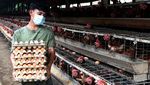 Melihat Budi Daya Ayam Petelur di Aceh