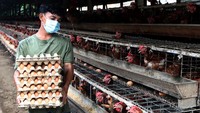 Pemerintah mendorong warga membudidayakan ayam petelur untuk meningkatkan perekonomian keluarga. 