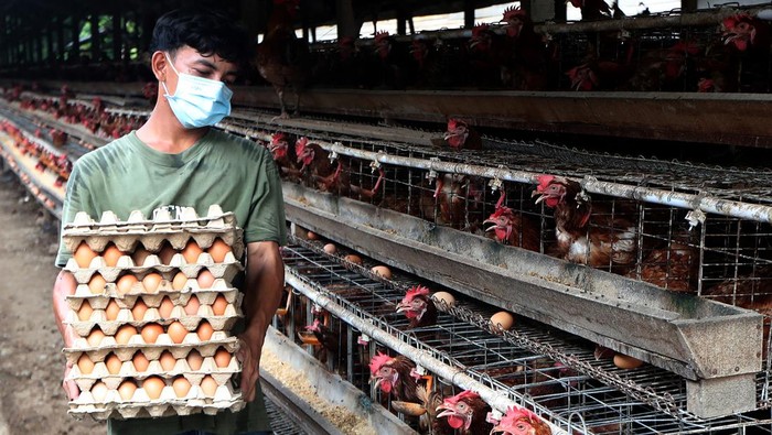 Pekerja mengutip telur ayam ras hasil budidaya di Aceh Besar, Aceh, Jumat (26/4/2024). Pemerintah mendorong warga membudidayakan ayam petelur untuk meningkatkan perekonomian keluarga dan mencegah terjadinya lonjakan harga telur yang saat ini mencapai Rp52.000 per papan. ANTARA FOTO/Irwansyah Putra/Spt.