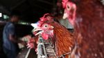 Melihat Budi Daya Ayam Petelur di Aceh