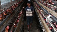 Pekerja membawa telur ayam ras hasil budi daya di Aceh Besar, Aceh, Jumat (26/4/2024).