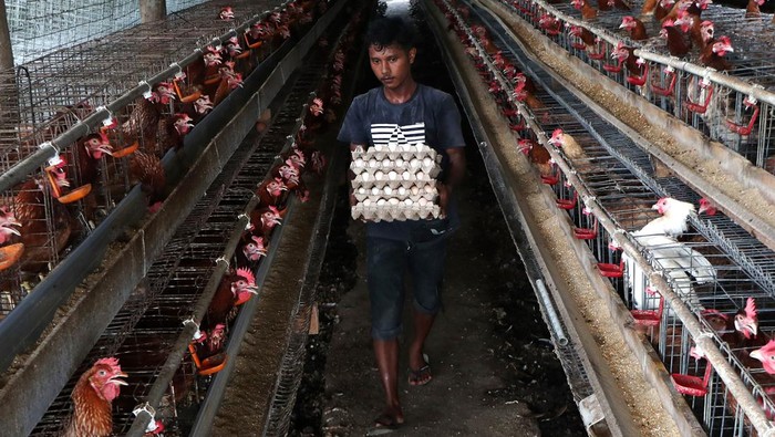 Melihat Budidaya Ayam Petelur di Aceh Pekerja mengutip telur ayam ras hasil budidaya di Aceh Besar, Aceh, Jumat (26/4/2024). Pemerintah mendorong warga membudidayakan ayam petelur untuk meningkatkan perekonomian keluarga dan mencegah terjadinya lonjakan harga telur yang saat ini mencapai Rp52.000 per papan. ANTARA FOTO/Irwansyah Putra/Spt.