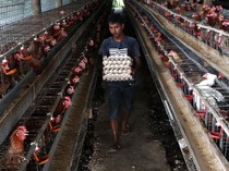 Melihat Budi Daya Ayam Petelur di Aceh