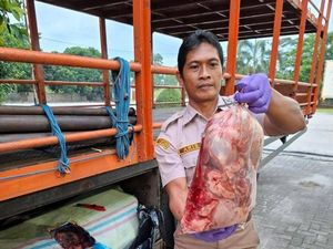 Balai Karantina Lampung Cegat Penyelundupan 390 Kg Daging Celeng Tujuan DKI