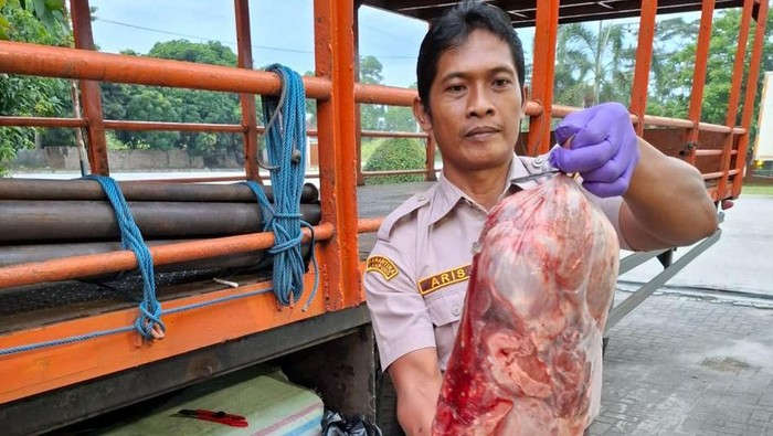 Petugas balai karantina Lampung mengamankan penyelundupan daging babi tanpa dokumen.