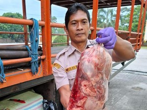 Balai Karantina Lampung Gagalkan Penyelundupan 390 Kg Daging Babi Tanpa Dokumen