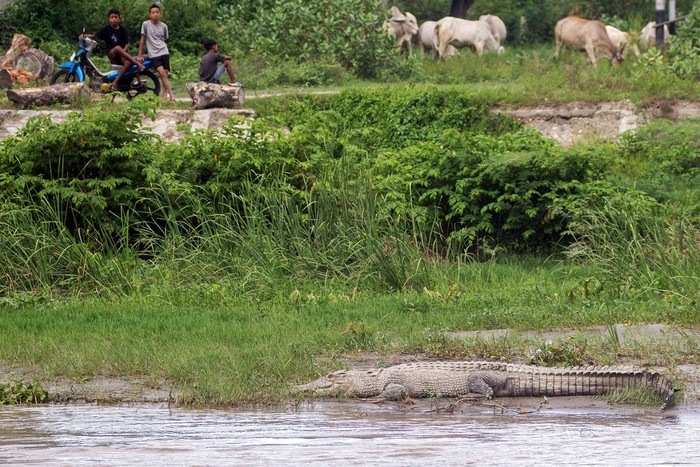 Warga melihat buaya liar yang berjemur di pinggir sungai di Palu, Sulawesi Tengah, Jumat (26/4/2024). Pemerintah setempat mengingatkan warga terutama yang bermukim di sekitar bantaran sungai untuk waspada dan hati-hati terhadap buaya karena populasi buaya liar yang ada kawasan sungai itu semakin meningkat. ANTARA FOTO/Basri Marzuki/Spt.