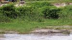Potret Buaya Liar Asyik Berjemur di Pinggir Sungai Palu