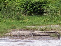 Potret Buaya Liar Asyik Berjemur di Pinggir Sungai Palu