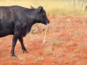Ngeri! Sapi Ketangkap Lagi Kunyah Ular Piton di Australia