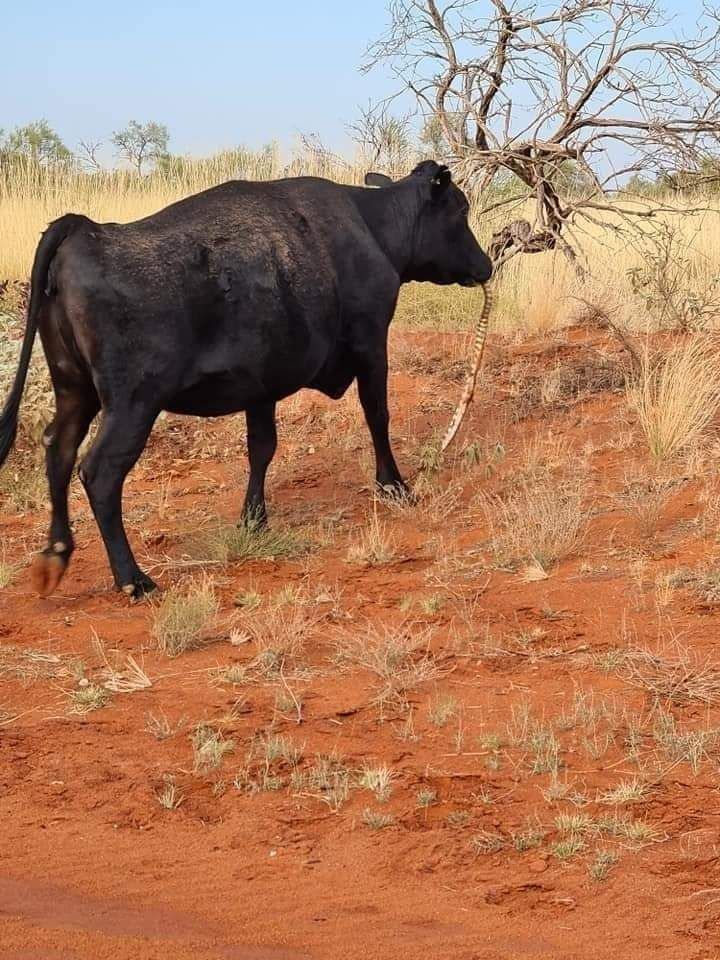Viral foto sapi sedang mengunyah ular piton di Australia. Pakar pun mencoba menjelaskan fenomena tersebut.