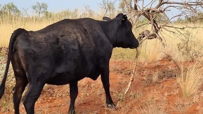 Viral foto sapi sedang mengunyah ular piton di Australia. Pakar pun mencoba menjelaskan fenomena tersebut.