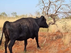 Agak Lain, Sapi Ini Kunyah Ular Piton di Australia
