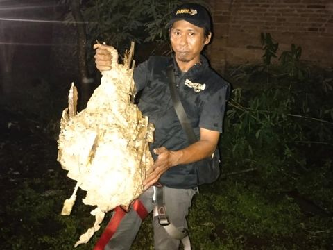 Sarang tawon Vespa di Desa Karanganom, Kabupaten Klaten, dieksekusi tim relawan Damkir Klaten, Sabtu (27/4/2024) dini hari.