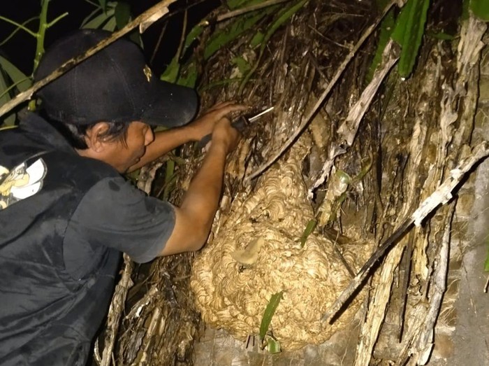 Sarang tawon Vespa di Desa Karanganom, Kabupaten Klaten, dieksekusi tim relawan Damkir Klaten, Sabtu (27/4/2024) dini hari.