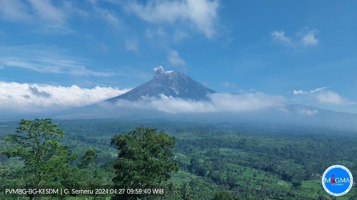 semeru erusp Sabtu, 27 April 2024, pukul 09:59 WIB dengan tinggi kolom abu teramati ± 800 m