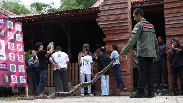 Komunitas Volcabo Merapi di Ponorogo memberi edukasi penanganan ular liar