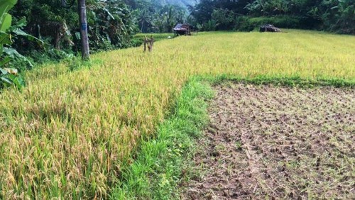 Kondisi padi di salah satu sawah milik petani di wilayah Banjar Dinas Iseh, Desa Sinduwati, Kecamatan Sidemen, Kabupaten Karangasem, Bali, Minggu (28/4/2024). (Foto: Dok. Perbekel Sinduwati)
