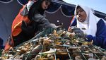 Melestarikan Laut Ancol dengan Restorasi Kulit Kerang Hijau