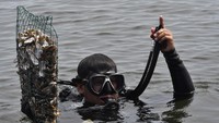 Penyelam bersiap meletakkan kulit kerang hijau ke laut pada kegiatan amazing earth race di kawasan Pantai Ancol, Jakarta Utara, Minggu (28/4/2024).