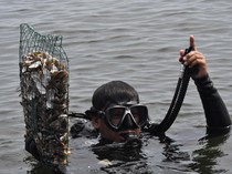 Melestarikan Laut Ancol dengan Restorasi Kulit Kerang Hijau