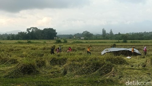 Panen padi di Subak Baluk, Desa Kaliakah, Kecamatan Negara, Kabupaten Jembrana, Bali, Minggu (28/4/2024). (Foto: I Putu Adi Budiastrawan/detikBali)
