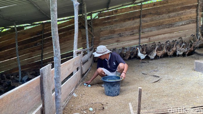 Peternak telur bebek di Lampung mengeluhkan harga pakan tinggi.