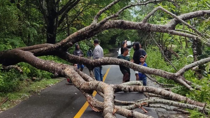 Pohon tumbang menimpa jaringan listrik di Desa Polebunging, Kecamatan Bontomanai.