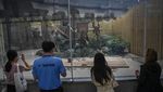 Mengunjungi Pusat Penelitian dan Penangkaran Panda Raksasa di China