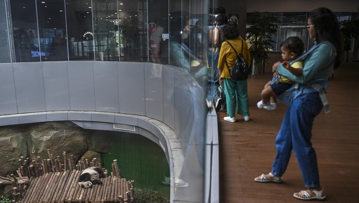 Pusat Penelitian dan Penangkaran Panda Raksasa di Chengdu Pengunjung mengamati panda di Pusat Penelitian dan Penangkaran Panda Raksasa Chengdu di Chengdu, Sichuan, China, Minggu (28/4/2024). Pusat Penelitian dan Penangkaran Panda Raksasa Chengdu yang didirikan pada tahun 1987 tersebut memiliki luas lahan 67 hektar dan menjadi salah satu destinasi wisata paling populer di Provinsi Sichuan dan saat ini terdapat lebih dari 100 panda raksasa di tempat tersebut. ANTARA FOTO/Galih Pradipta/tom.