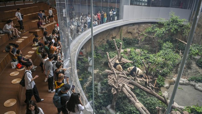 Pusat Penelitian dan Penangkaran Panda Raksasa di Chengdu Pengunjung mengamati panda di Pusat Penelitian dan Penangkaran Panda Raksasa Chengdu di Chengdu, Sichuan, China, Minggu (28/4/2024). Pusat Penelitian dan Penangkaran Panda Raksasa Chengdu yang didirikan pada tahun 1987 tersebut memiliki luas lahan 67 hektar dan menjadi salah satu destinasi wisata paling populer di Provinsi Sichuan dan saat ini terdapat lebih dari 100 panda raksasa di tempat tersebut. ANTARA FOTO/Galih Pradipta/tom.