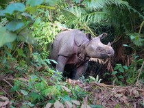 Tinggal Puluhan Ekor, Badak Jawa dan Sumatra di Ujung Kepunahan!