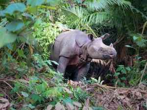 Tinggal Puluhan Ekor, Badak Jawa dan Sumatra di Ujung Kepunahan!