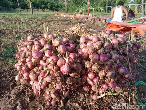 Bawang merah hasil panen petani di Desa Pai Kecamatan Wera, Kabupaten Bima, NTB, Senin, (29/4/2024). (Dok. Rafiin/detikBali)