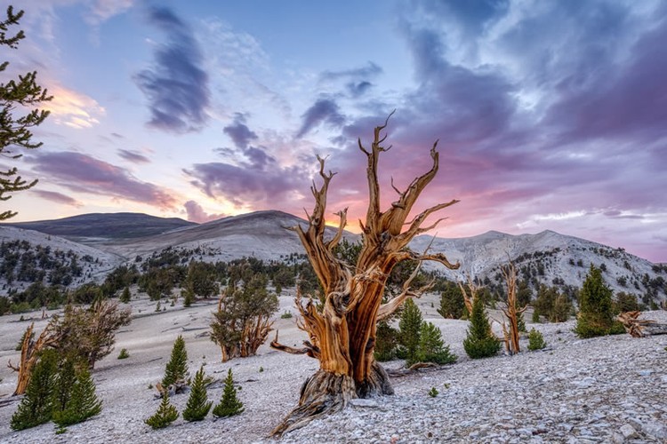 Color Photography Contest