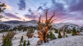Honorable Mentions: Karya Nathan Myhrvold Foto: reF