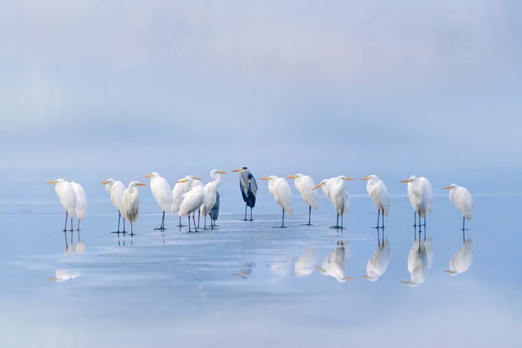 Color Photography Contest