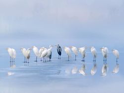 Jawara Kontes Foto Alam reFocus Awards 2024 Bikin Takjub