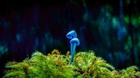 Color Photography Contest