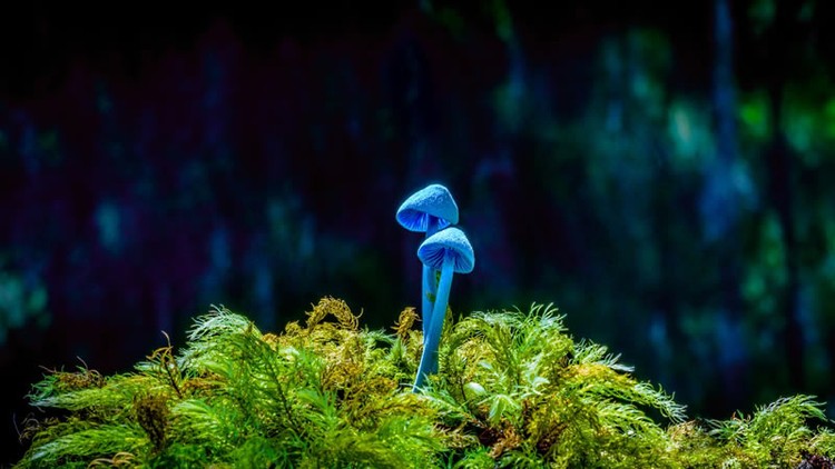 Color Photography Contest