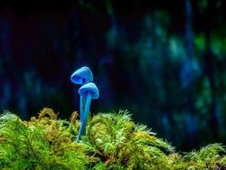 Jawara Kontes Foto Alam reFocus Awards 2024 Bikin Takjub