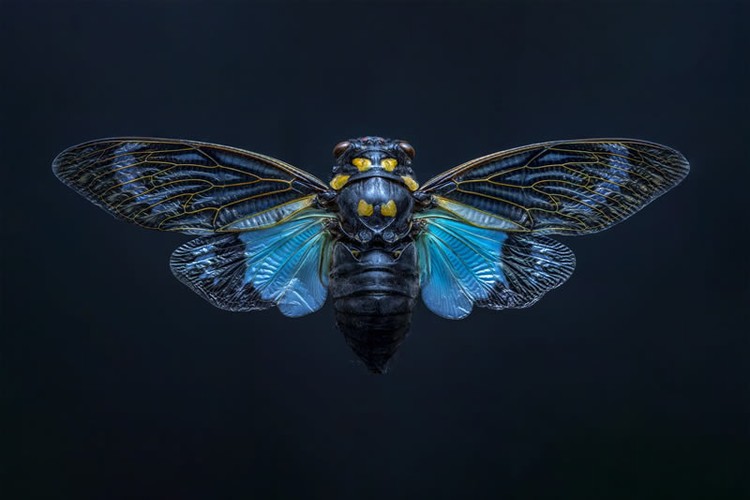 Color Photography Contest
