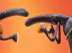 Jawara Kontes Foto Alam reFocus Awards 2024 Bikin Takjub